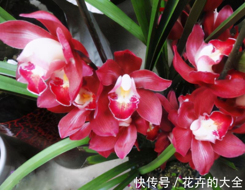 打理|窗台盆栽养国兰小技巧:这2方面到位,打理省心又效果好