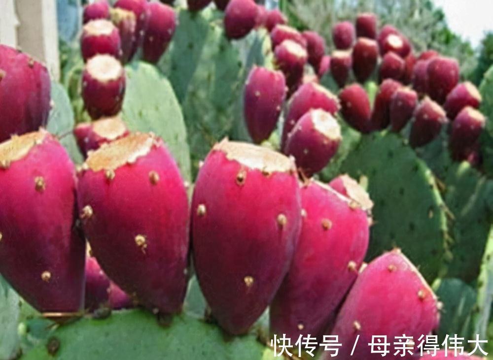 6种“懒人花”,看着很普通,养着很“实惠”,养得越久越觉得好