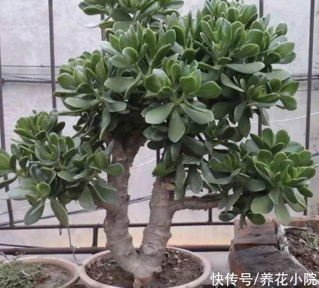 玉树|玉树开始生长，给它做好4件事，长得粗壮，养成老桩盆景