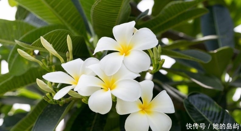 绵菜|夏天天气热,农村最该吃的4种野菜,能解毒润肺治感冒,你吃了吗