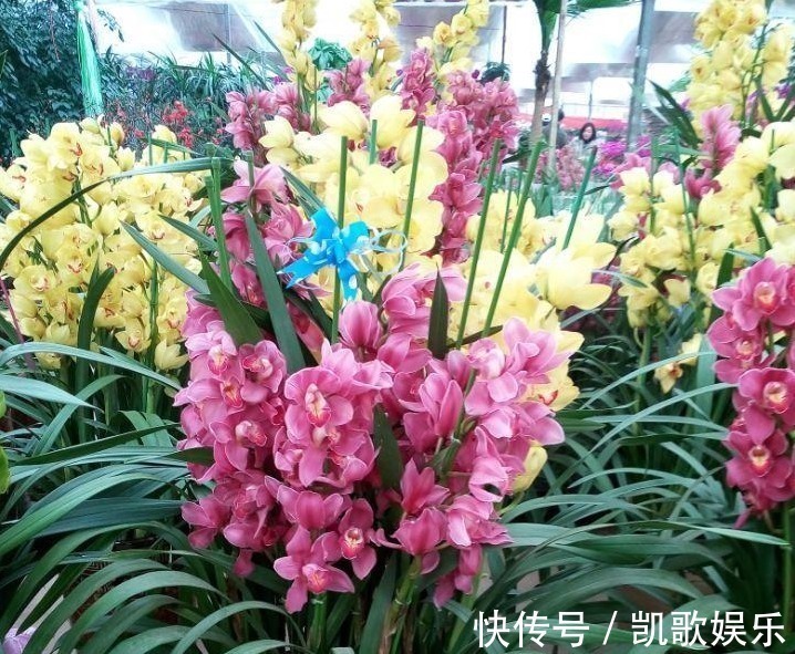 兰花难养，盆里丢以下“3样”东西，长势旺盛，开花成串