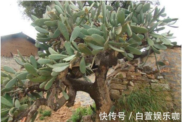 男子10年前随手种下的一棵仙人掌,10年后竟给他带来一笔意外财富