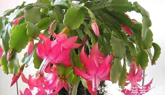 仙人掌|“嫁接”蟹爪兰,不注意这个“小细节”,成活率基本为“零”