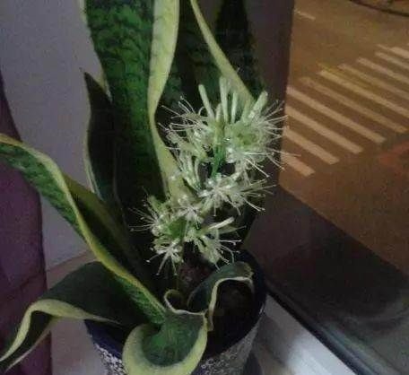 文竹|有3种“花”最怕阳光,越阴反而生长越旺,客厅养1盆还能吸甲醛!