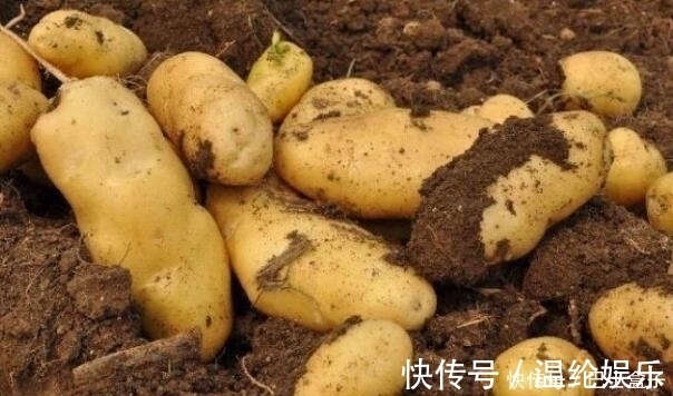 中毒|吃了土豆以后，一定别碰此种食物，不然对身体不利，千万得忌口！