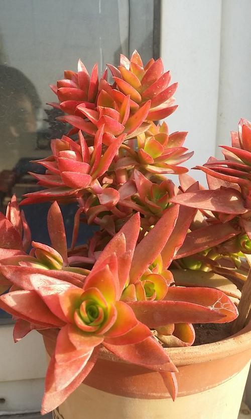 红红火火的火祭,今年就选它了,怎么才能养好呢?