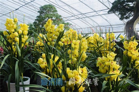 迎春节、寻“年味”!丨花团锦簇春光美 来花的海洋感受桂馥兰香的“年味”