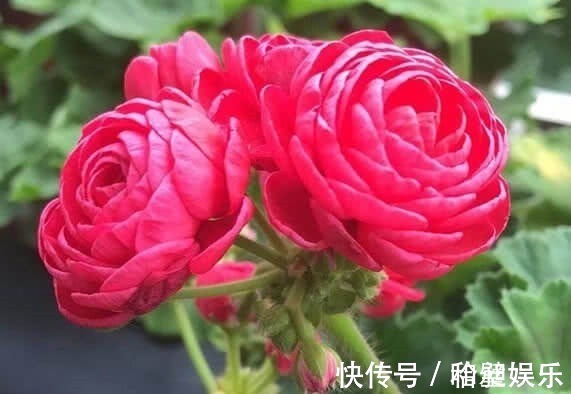 千瓣莲|1种“花”，漂亮像玫瑰，花期6个月，花色红艳，适合家庭粗养！