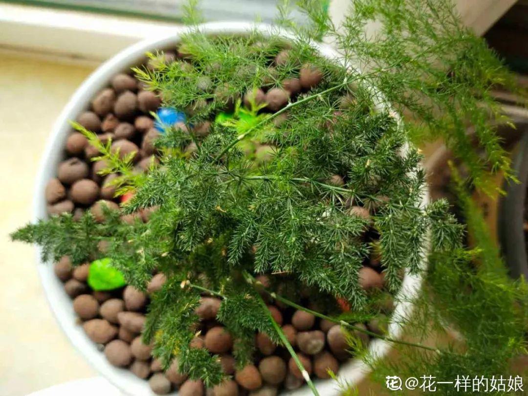 叶子|20种花，天凉了赶紧剪，来年开花有多又艳！