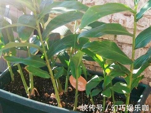 怕生姜涨价?年年如此栽种一盆,开花能驱蚊蝇,结果多到吃不完