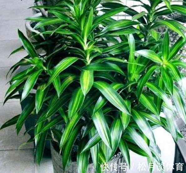 “4种花”寓意好,旺运聚财添富贵,红红火火好运来,家中必备!