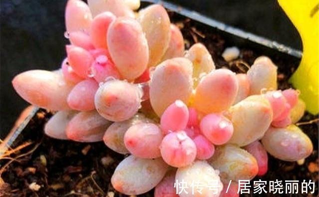 夏季|多肉婴儿手指养出状态叶色粉嫩不输桃蛋,但度夏也是老大难