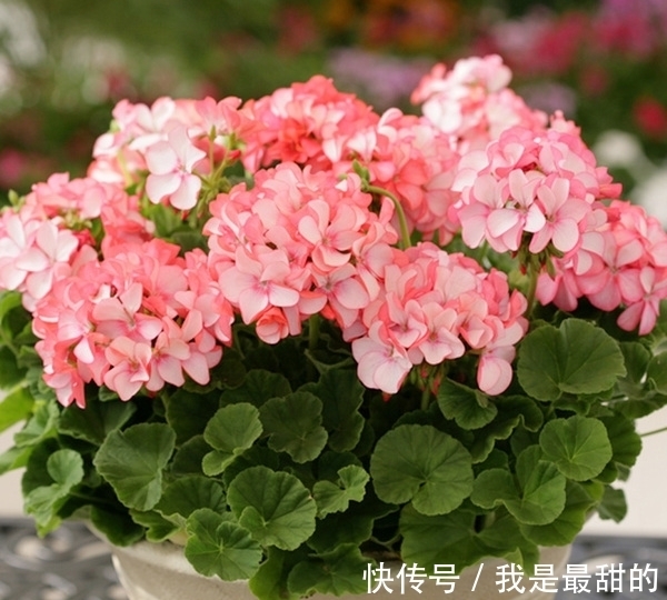 花期|这五种花适合这个季节种植,花期长、花量大,不但漂亮且方便好养