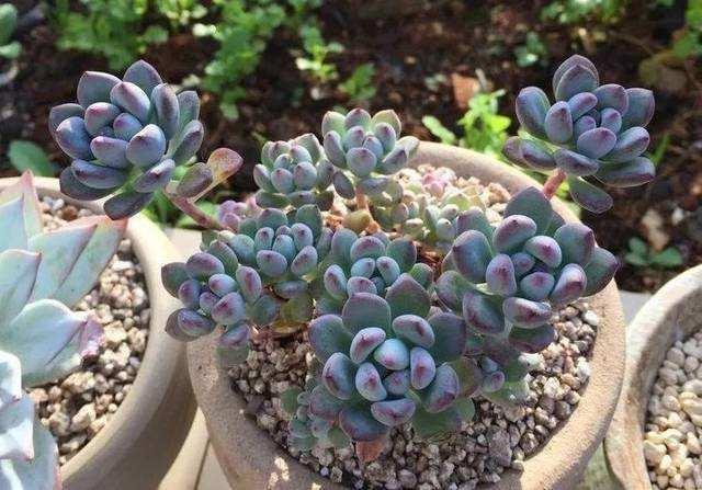 6种多肉，夏天“娇滴滴”，浇水抖抖手，空盆一大半
