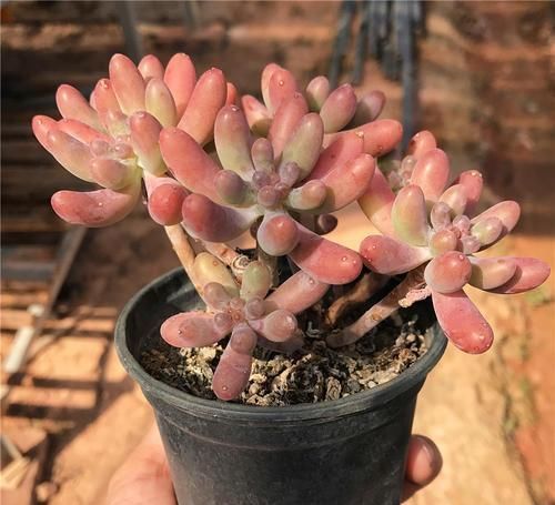 养了两棵乙女心,一棵放室内,一棵放露台,长势区别很大