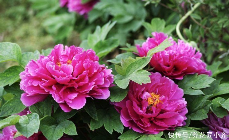 只有秋季可以买的2种花,想养赶紧入手,过期养不活