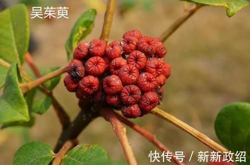 疏肝|药王孙思邈:1个妙方5味药,疏肝、养心、健脾、温肾,大补五脏!