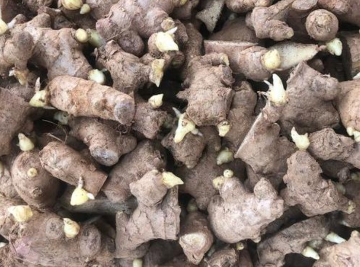 阳台|阳台盆栽生姜,简单4步走,叶绿当花赏,不用再去买,自给自足