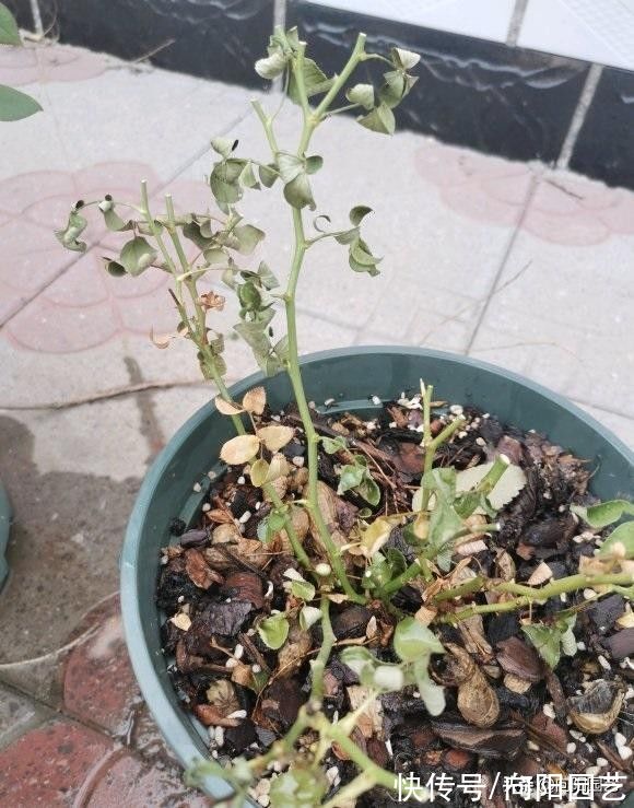 秋季来临,月季花的叶子开始脱落,先把叶子给撸掉,保留养分