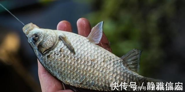 钓鲫鱼用酒米打窝其实是在浪费窝料