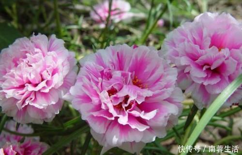 适应能力|新手养花，不如养5盆“花中精品”，花开艳丽多姿，美艳可人