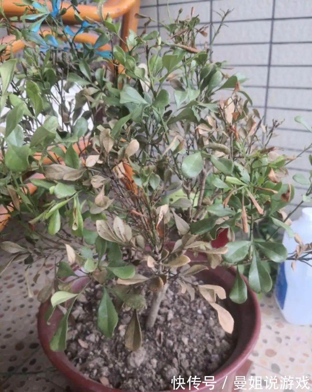 米兰这么养,疯狂冒新叶,开花香又多