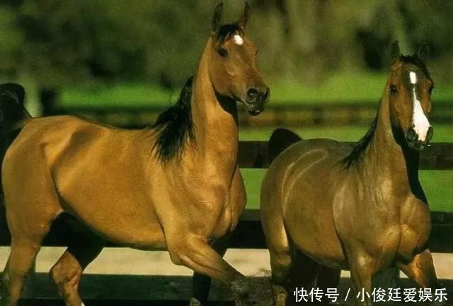 古代|汗血宝马:中国古代最顶级的战马,千米行程只需66秒