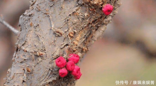 你家|俗语说院中出四喜,家中出能人,指的是哪四喜?你家有出现过吗?