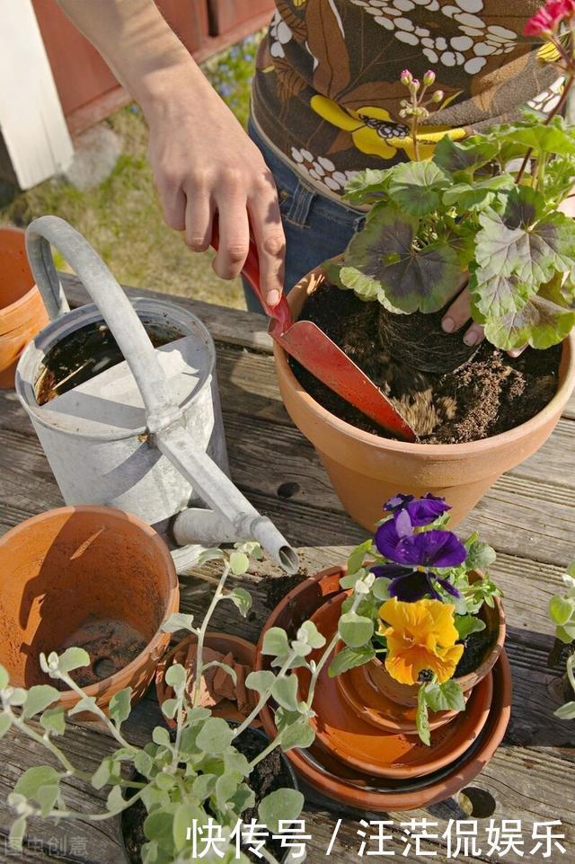 她家只养一种花，一年四季有花赏，原因是做好了四件事