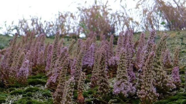 农村“穷养”多肉,一养一个大老桩,群生养爆盆