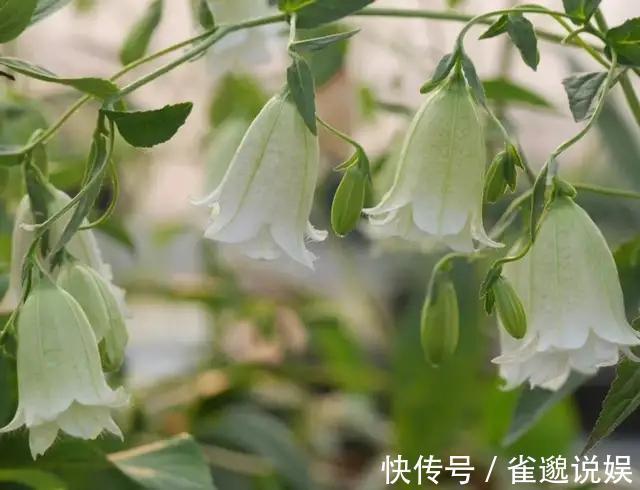 植植物界的战斗机,耐寒耐贫瘠,花朵如风铃,皮实好养的小仙女!