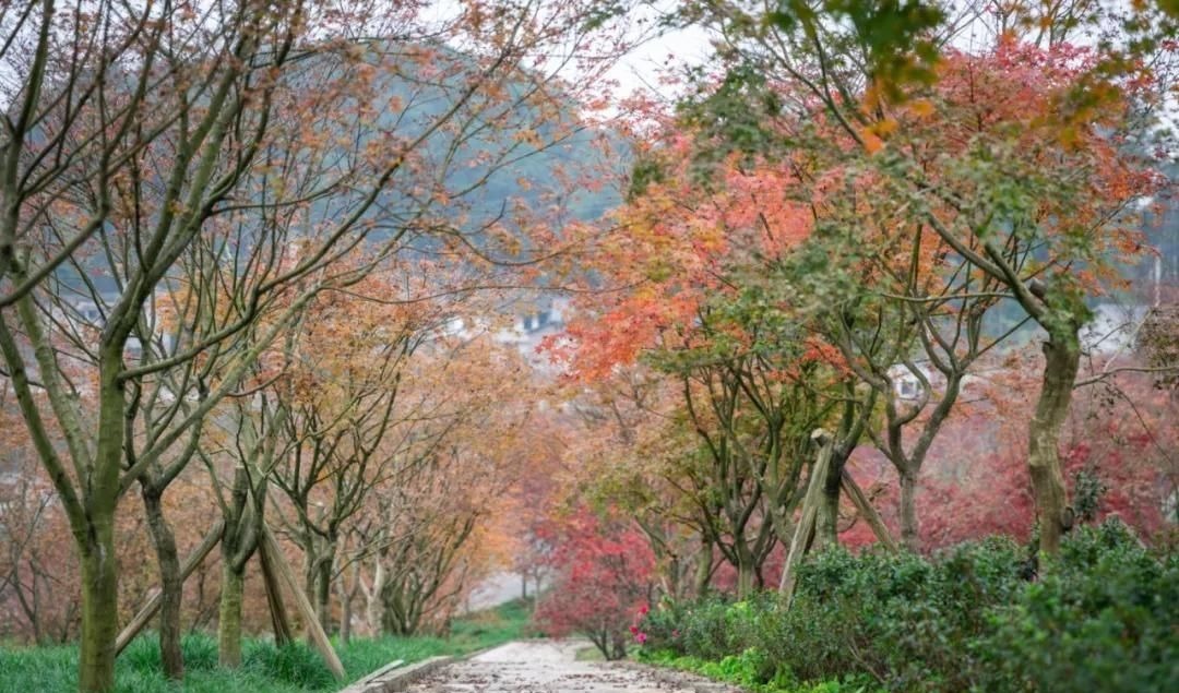 巴南博物馆|巴南居然有这么多宝藏景点，不愧是重庆周边游的好去处！