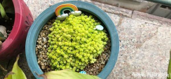 叶子|黄色系多肉,长出状态美极了,谁见了都夸美,值得拥有