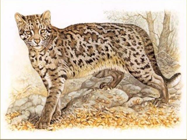 亚洲$古代猛兽''彪''是何物可轻松杀死老虎,2005年后我国仅拍到3次