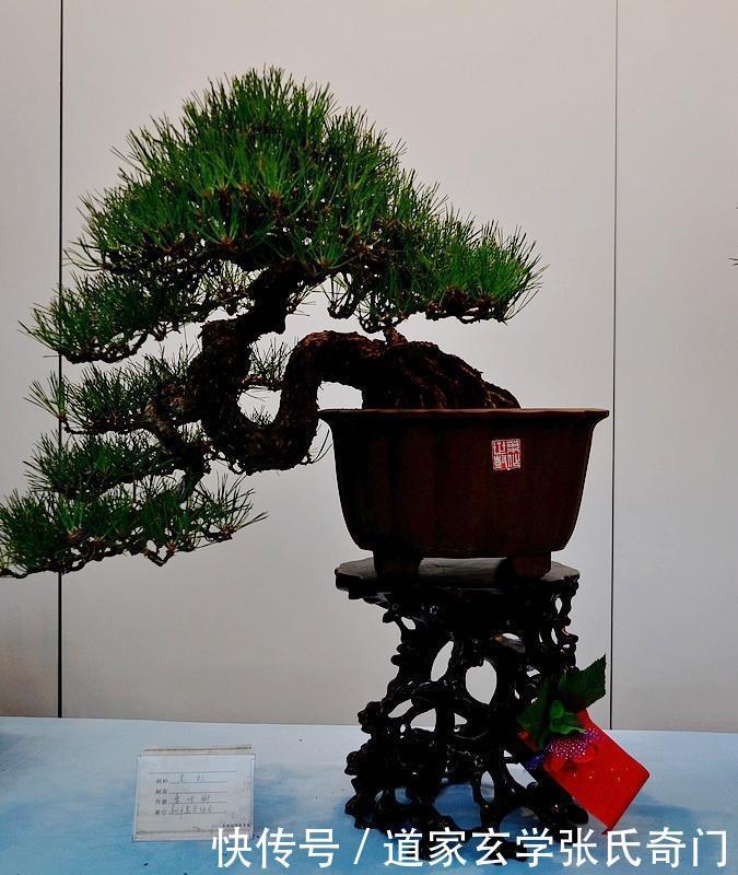 盆景风水有什么特点?