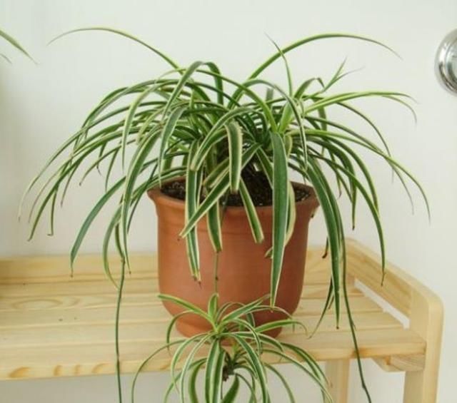 旺盛|入秋后,3种花要“多剪剪”,叶子剪得狠,生长越是旺盛