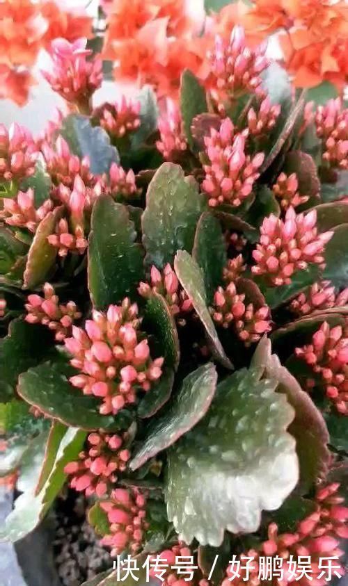 4种不同风格的花,谁见了都爱养,各有各的气质