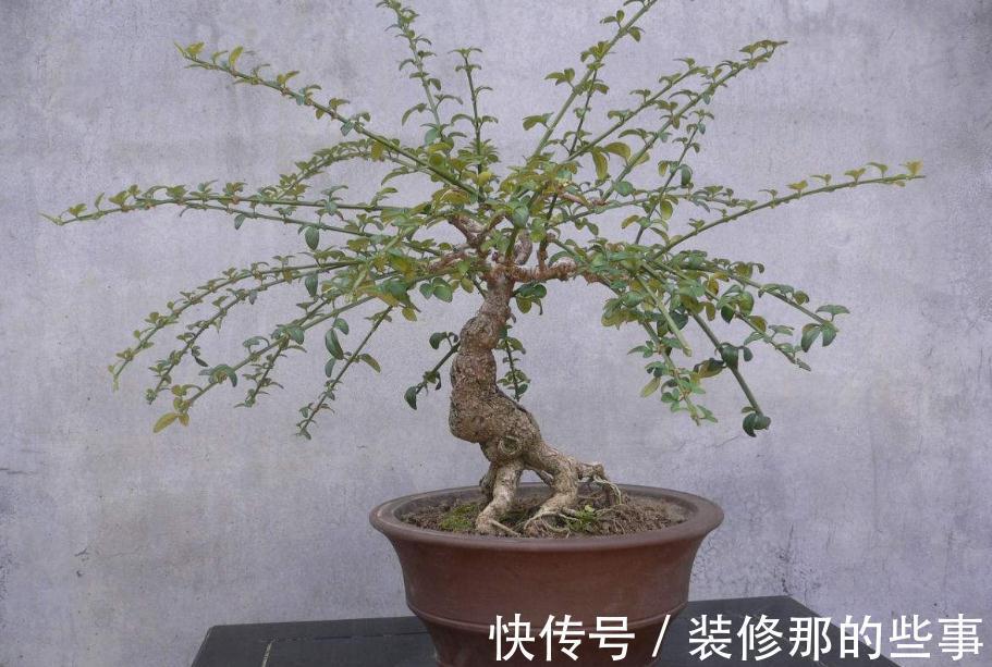 盆景养护,迎春花只有根没有干还能养吗,你了解过嘛