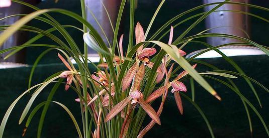 根系|开春兰花“饿得慌”，3个技巧补一补，侧芽花苞一起长！