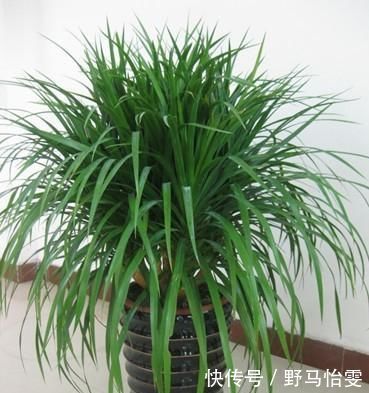 家里不够向阳,想养花怕养不好,那这几种花值得入手