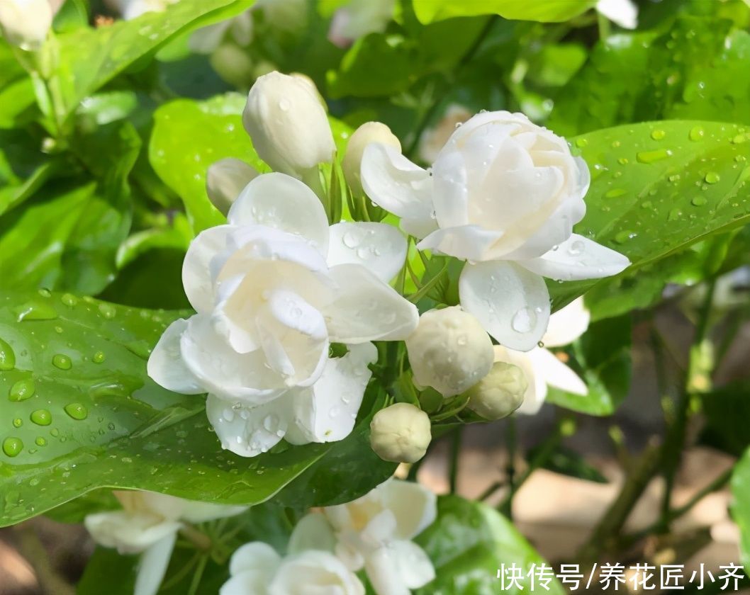 传输|茉莉花不开花的原因，不单单是缺肥，还有另外两点很关键