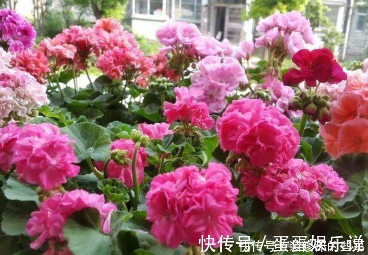 花盆|4种花养在客厅超美的，好养易活不招虫，一开花就爆盆