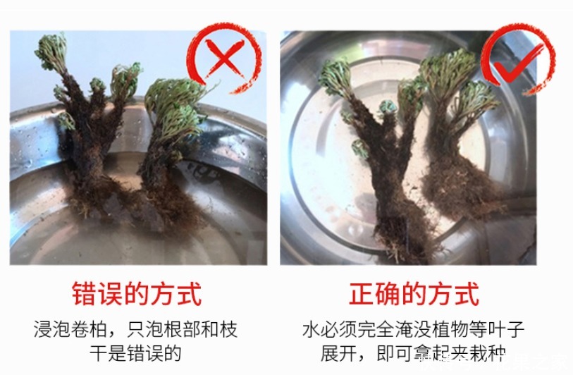  枯萎|养不死的植物，枯萎了也能遇水“涅槃”复活！