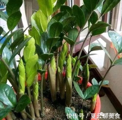 养花万能水,每月用2次,补水补养分,还不用施肥!