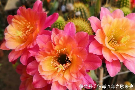 花开时节|“1种花”开花特漂亮,却从来不长叶子,漂亮又好养,一养就上瘾