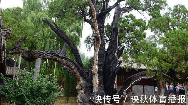 朱云!那个以17万“骗画”,转手卖出8700万的刘岩,如今下场如何了?