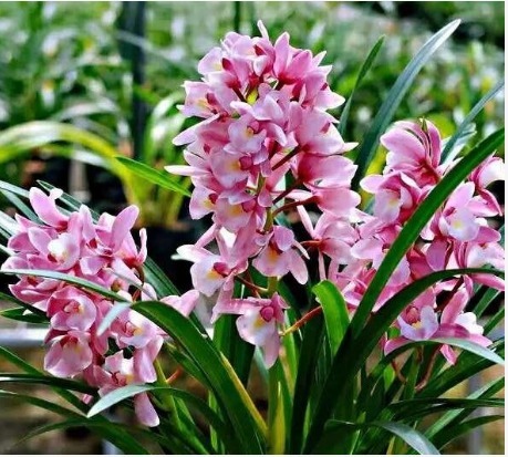 给君子兰、兰花喝点“酒”，花芽猛窜，花开大又艳，养一盆旺一盆