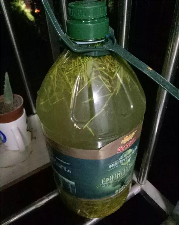 水杨酸|它是天然“生根剂”,给花浇一点,根系壮猛发芽!