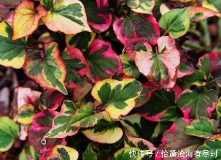 烟民|此物是尼古丁的“小冤家”,20年的老烟民常吃点,肺可以轻松一些