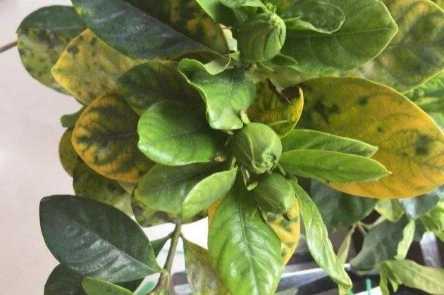 给花浇水要小心，5种水不能浇，浇完立马就黄叶！